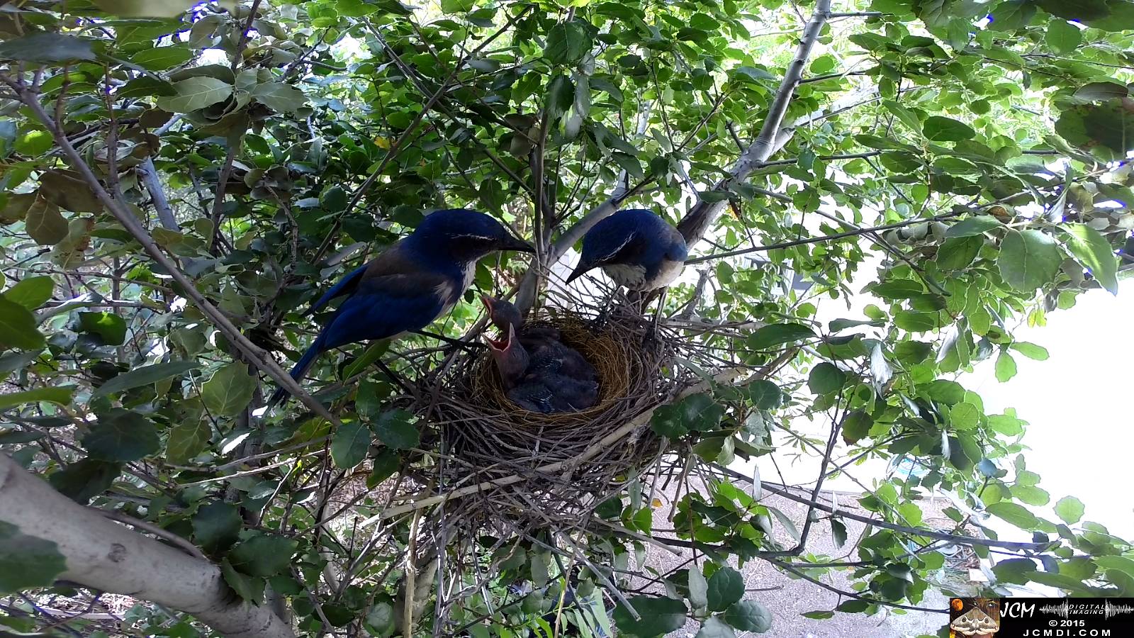 Scrub Jay nest documentary - pair stands over chirping chicks male leaves